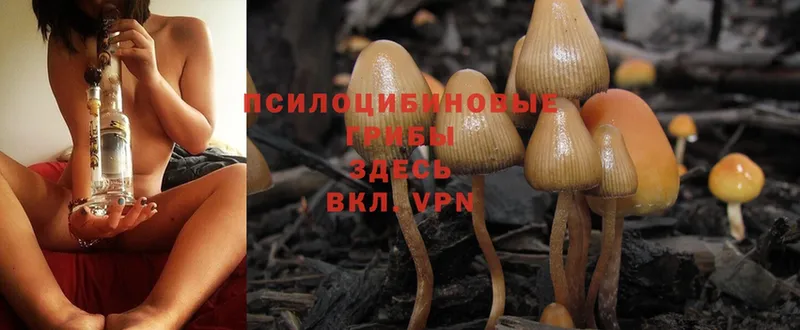 Галлюциногенные грибы Psilocybine cubensis  где купить наркотик  Артёмовск 